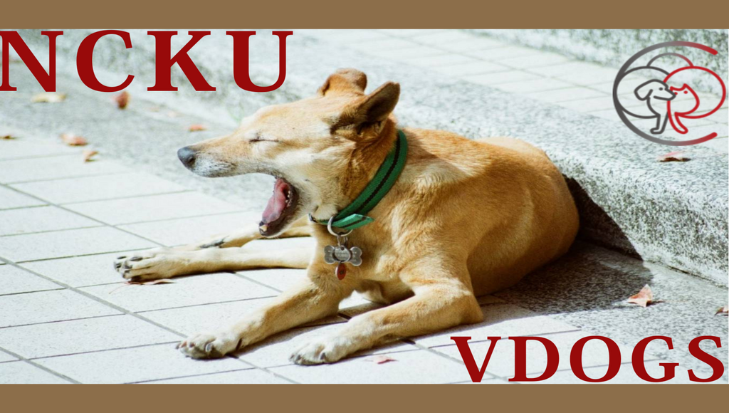 NCKU Campus Stray Animals
